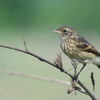 Птенец черноголового чекана. :: Светлана Ивановна Медведева