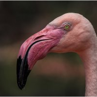 По мнению ученых розовый фламинго – одна из самых древних птиц нашей планеты. :: Александр Вивчарик