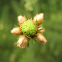 Picea alcoquiana. Ель обыкновенная и её росток :: Владимир Гилясев