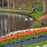 Tulips in Holland 04-2015 (22) :: Arturs Ancans