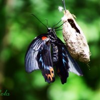 Бабочки :: Galia Rota