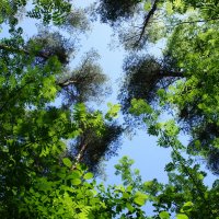 Весенние деревья на фоне голубого неба :: Елена Павлова (Смолова)