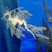 Чудо-юдо рыба Leafy Seadragon (Лиственный морской дракон) :: Юрий Поляков