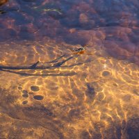 Клоп водомерка. :: Лазарева Оксана