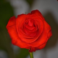 розы :: Tatiana Kretova