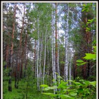 Среди сосен. :: Любовь Иванова