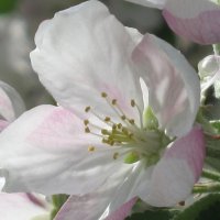 Цветок яблони :: галина 