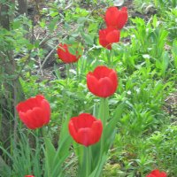Красные тюльпаны :: галина 