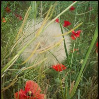 dandelion among poppies :: Елена Романова