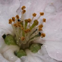 Внутри цветка черешни :: Евгений Астахов