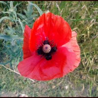 single red poppy :: Елена Романова