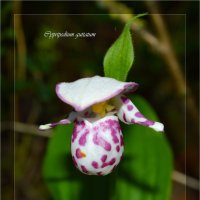 Орхидеи Сибири :: Евгения Семененко 