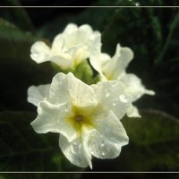 Primula veris Goldnugget / Примула весенняя :: laana laadas