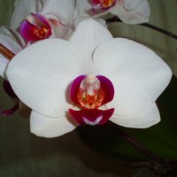 Орхидея :: Валентина Лисенкова