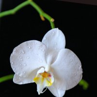 Орхидея :: Tina ***