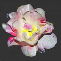 Махровый тюльпан :: Александр Шихин