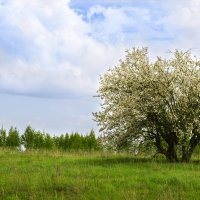 Одинокая и цветущая.... :: Илья chAka