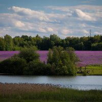 Люцерна... :: Елена Соколова