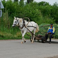 Название**** :: Надежда 