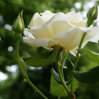 Вдыхая розы аромат тенистый вспоминаю сад :: Надежда 