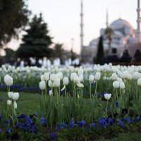 Стамбульские тюльпаны :: Марат Рысбеков