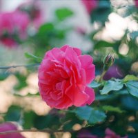 розовая роза :: Анатоль 