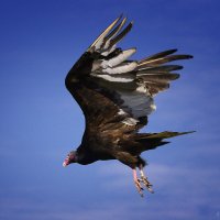 Turkey vulture :: Dmitriy Akhramovich