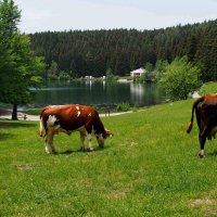 Турция-Коровы на озере Карагёль :: Валерий Живило