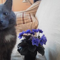 Коты и цветы :: Михаил Нименский