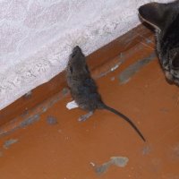 Кошки-мышки :: Татьяна Панова