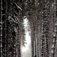 Зимний лес :: Ирина Кочкарева