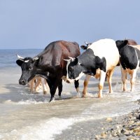 Коровы на отдыхе :: Оксана Полякова