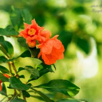 Цветы парка Линхэли :: Анастасия Безуглая