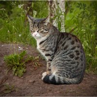 Суровый сибирский кот.. :: Сергей Винтовкин