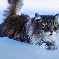 Сибирская кошка :: Валерий 