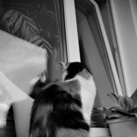 кошка смотрит в окно :: Nikita Bashmakov