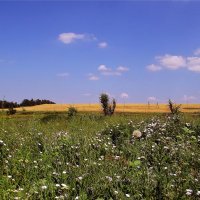 Небо, пшеничное поле, цветущая степь... :: евгения 