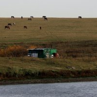 Ходють кони над рекою, ищут кони водопоя.... :: Валерия  Полещикова 