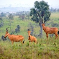Антилопы Конгони (Уганда) :: Гаврилова Светлана 