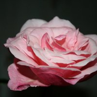 Медитативная роза :: Irinabells 