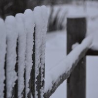 зима :: Светлана Пантелеева