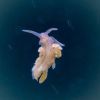 голожаберный моллюск в аквариуме :: Полина Суязова
