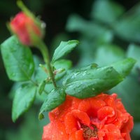Розы в моем саду. :: Татьяна Калинкина