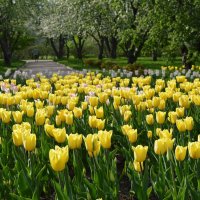 Тюльпаны в парке :: Арина 