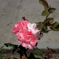 Розы :: Нина Бутко