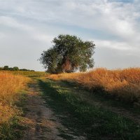 Июнь...Степной проселок... :: евгения 