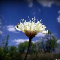 Цветы лета :: Андрей Заломленков
