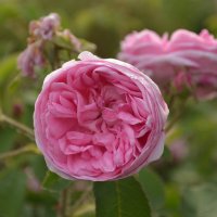 Розовые розы :: Евгения Семененко 