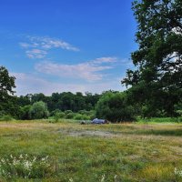 В  дубраве. :: Валера39 Василевский.