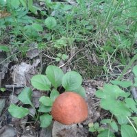Первые грибы в июне :: Елена Лисенкова